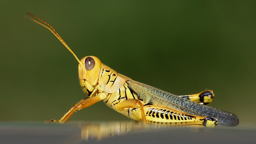 Insects are a Novel Source of Biomaterials by Nathalie Berezina