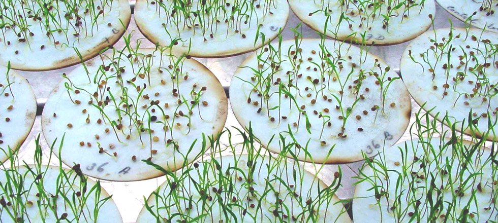 Impact of Agri Biotech on Bioplastics