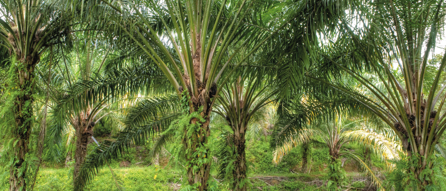 Innovative and Sustainable Solutions from the Oleochemicals Industry by Peter Greven