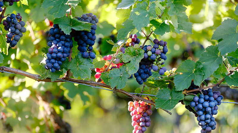 wine grape bioplastics
