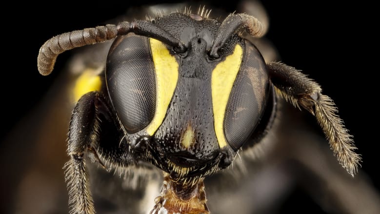 NZ Startup Uses Bees to Make Bioplastics