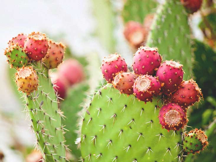 Bioplastics Made From Cactus