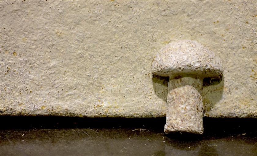 UN biobased materials mycofoam