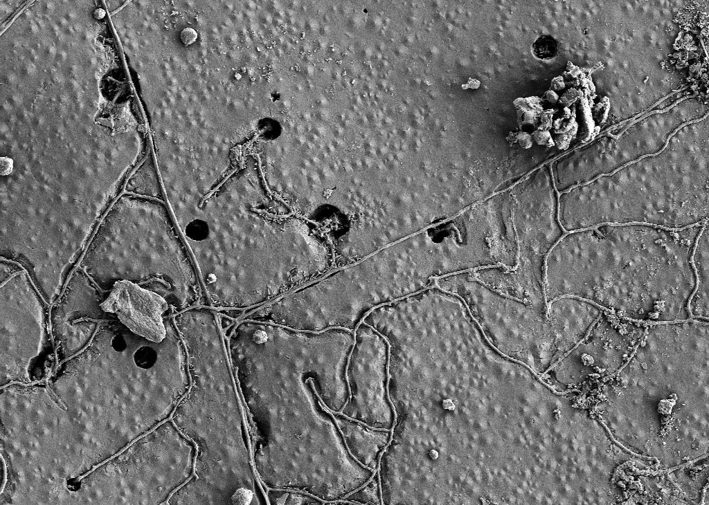 Can Agricultural Plastics PBAT Biodegrade?