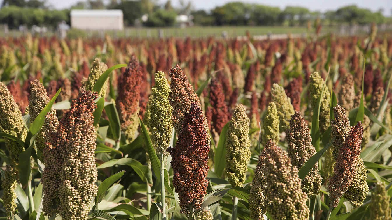 sorghum bioplastics