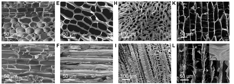Chinese Reinvent Wood by Replacing Lignin with Resol