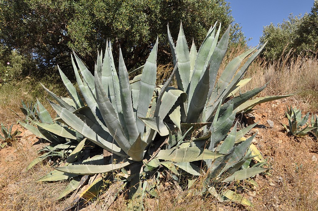 New US Agave Bioplastics Startup
