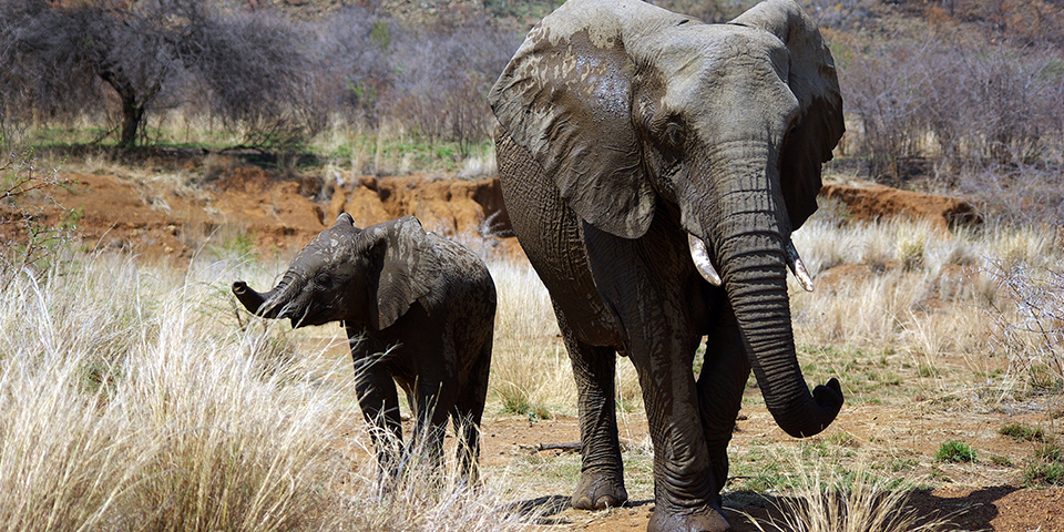 Video of Elephant Eating Plastics