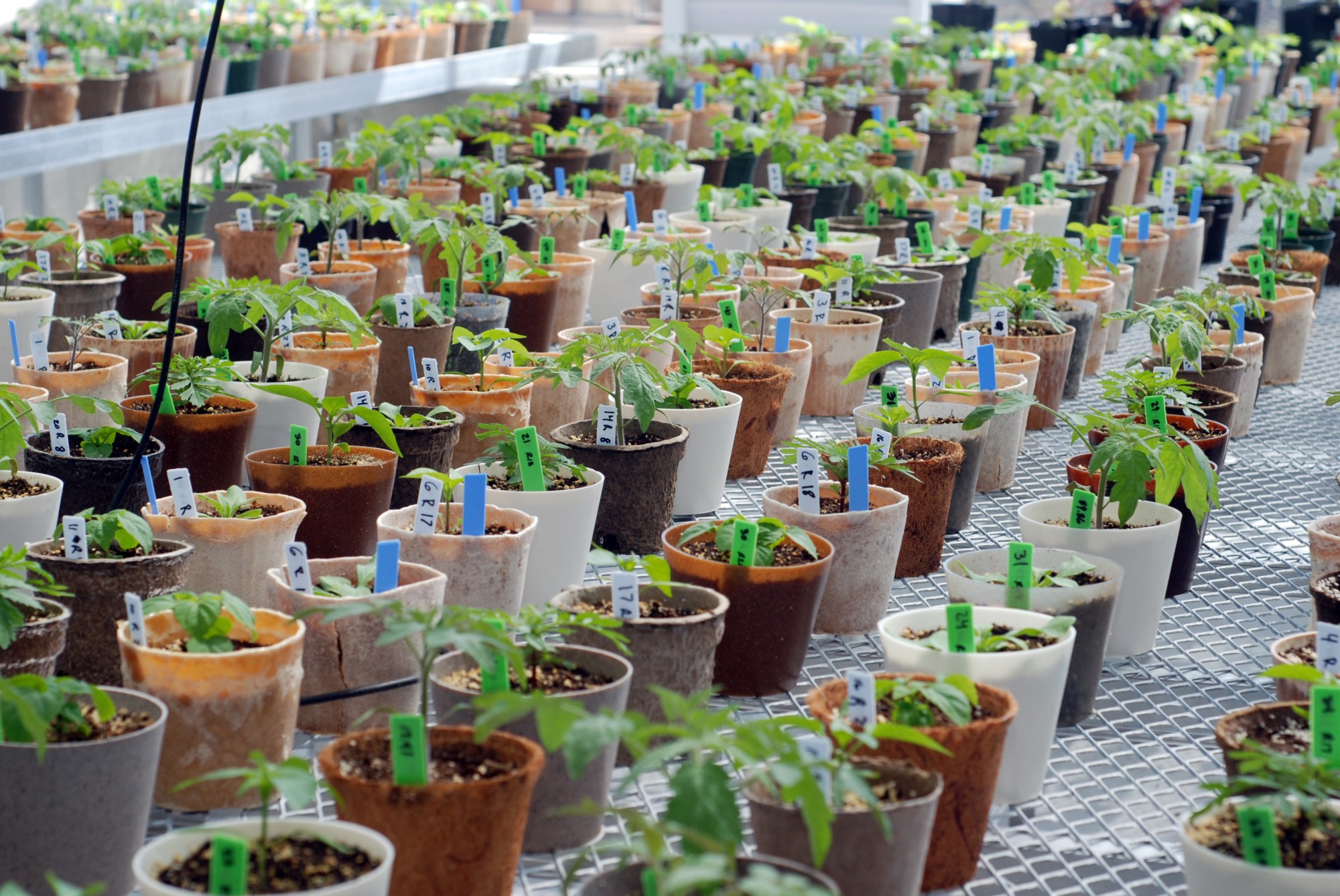 bioplastics plant pots