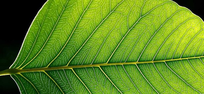 cellulose bioplastics