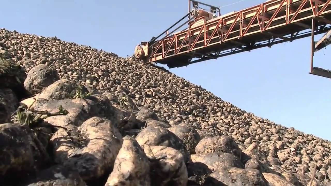 Why Sugar Beets are not Used in Bioplastic Production?