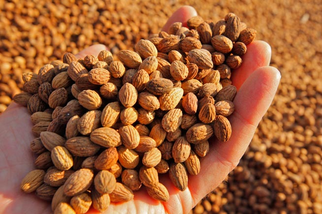 Startup specialising in olive stones for biocomposites