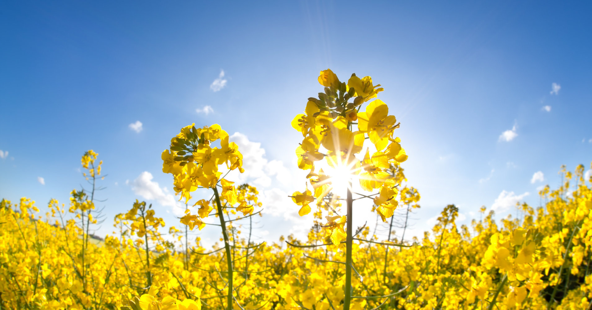 Creating a canola-based plastic alternative