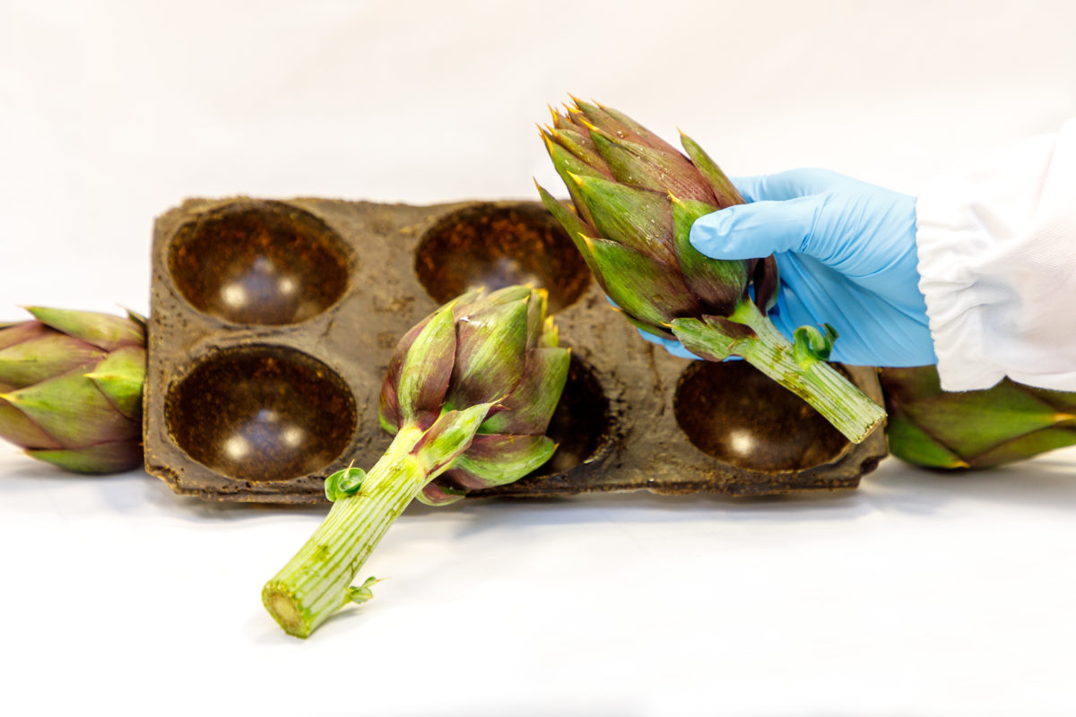 agro waste bioplastics