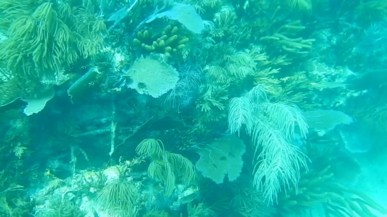 marine fungi biodegradation