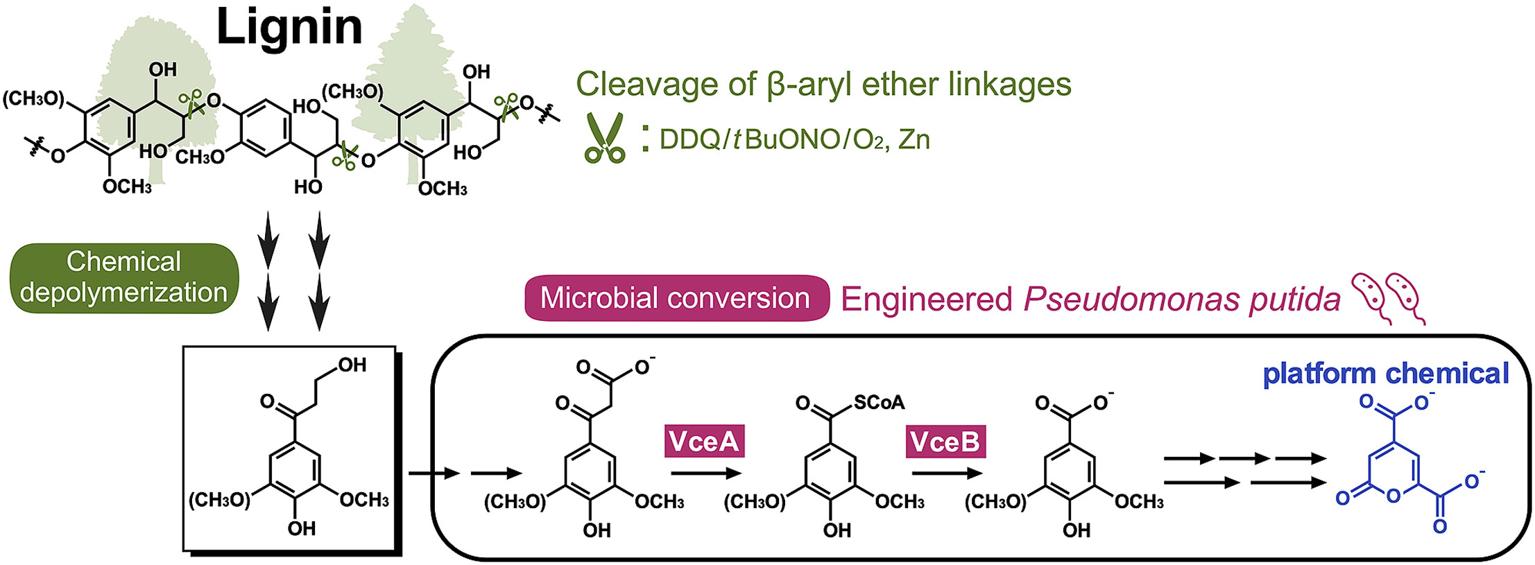 lignin valorization