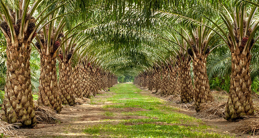 What decarbonising palm oil could look like