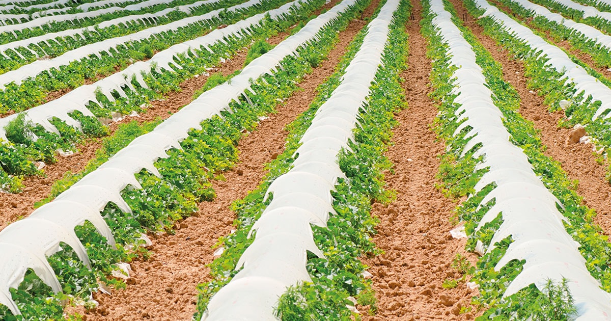 Testimonials of Growers Using Bioplastics Mulch Films
