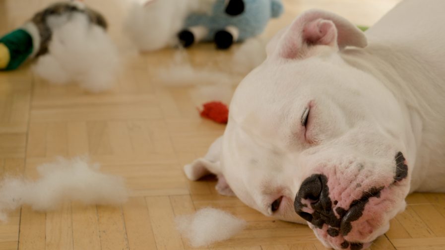 dogs toys biobased fillings