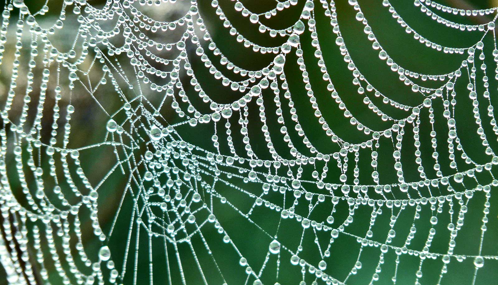 spiders silk bioplastics