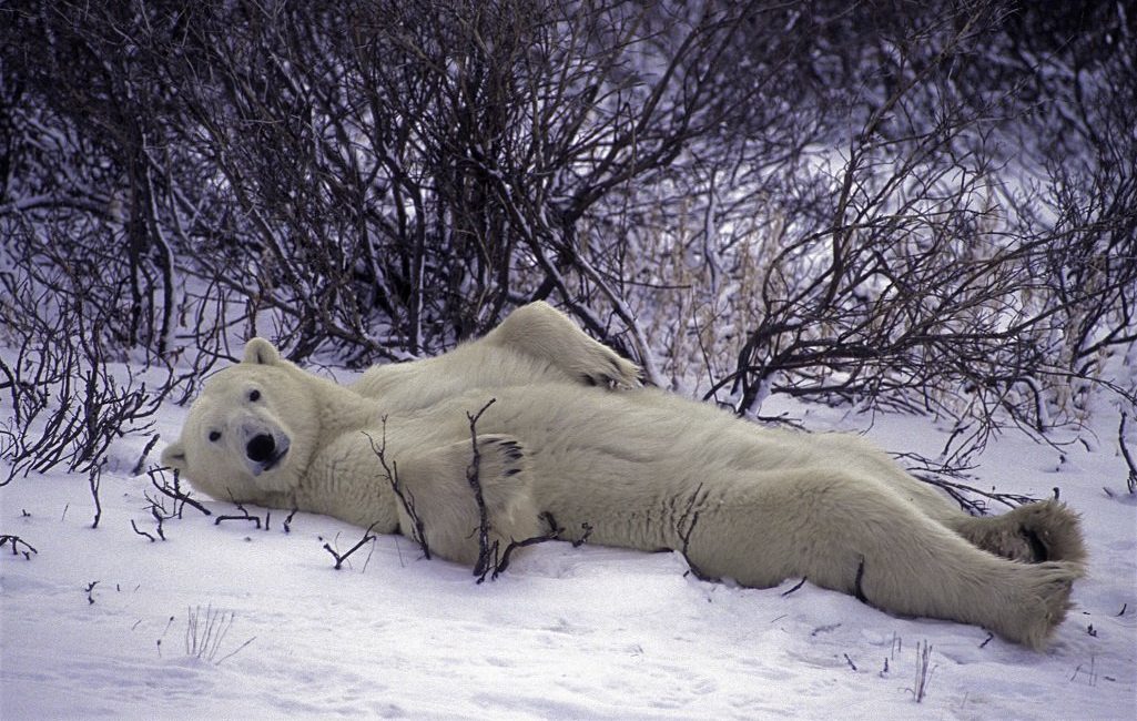 Vegware Adopts a Polar Bear