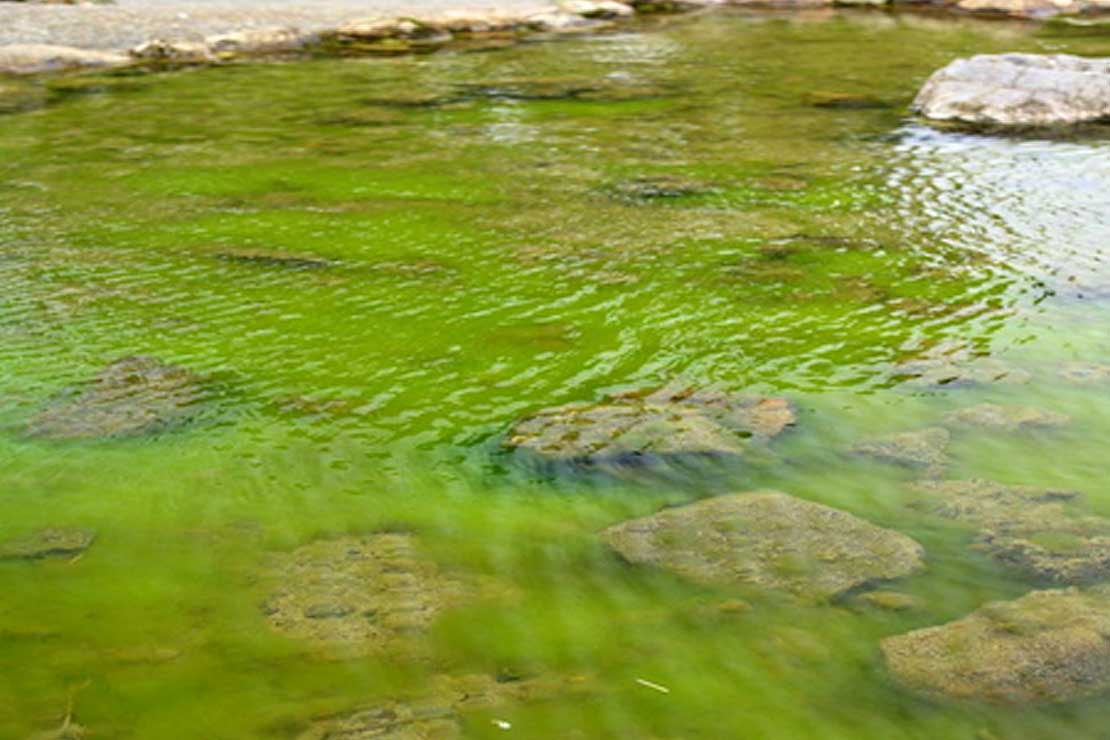 Bioplastics to Solve Invasive Algae in New Zealand