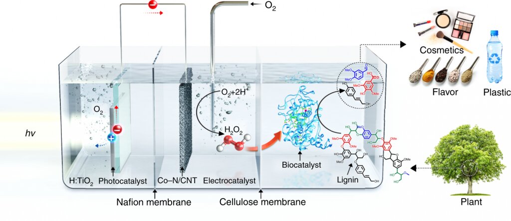 New Biocatalytic System for Biochemicals