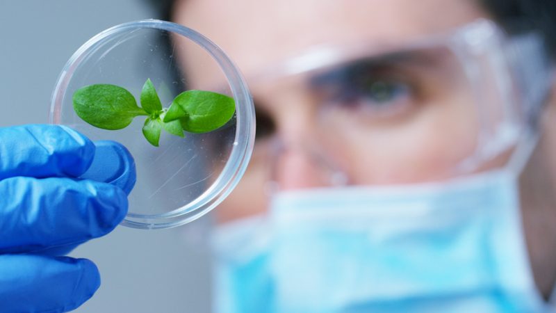 US Allows New GMO for PHA Production