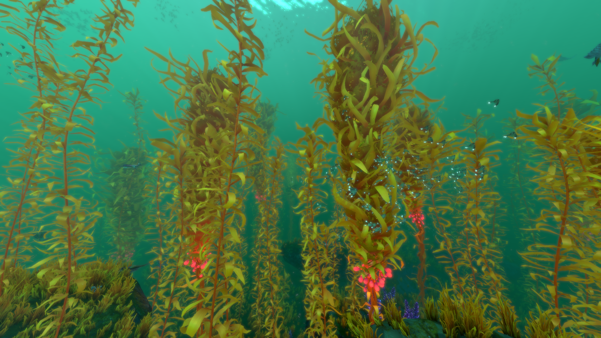 Kelp Bioplastics Awarded in New Zealand