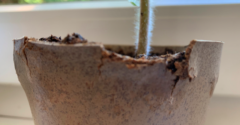 Evegreen Becoming a Leader in Bioplastic Plant Pots