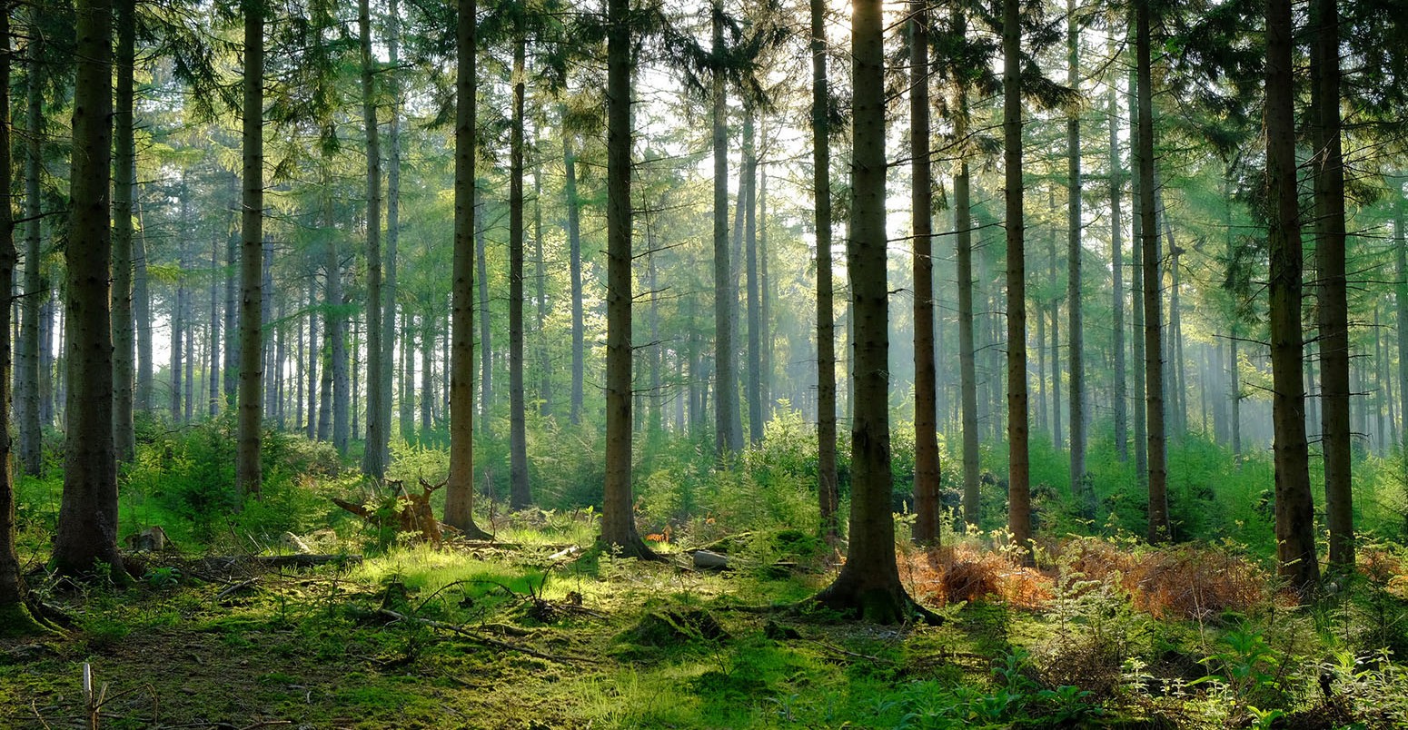 EU is burning forests and greenwashing it
