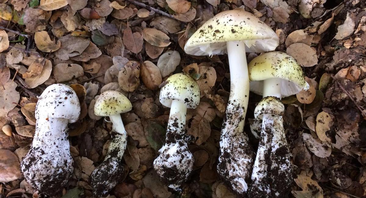 Stopping Ocean Plastics, One Mushroom Buoy at a Time