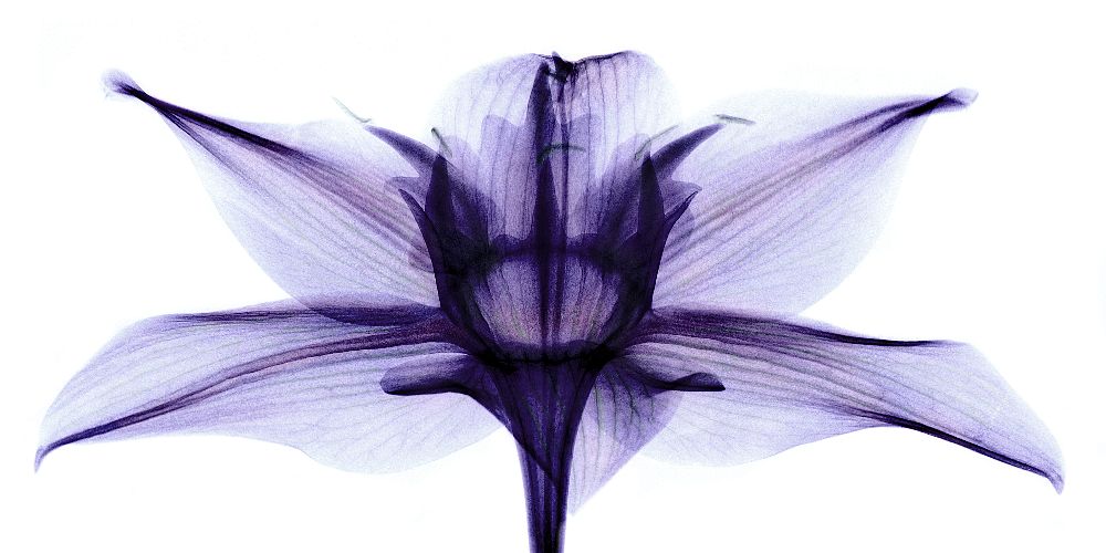 Chinese Prove Plant Absorb Nanoplastic