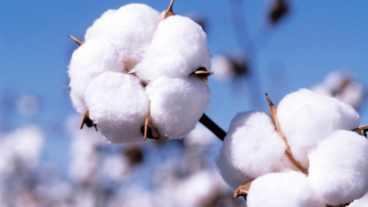 Enhancing Cotton Fabrics with Bio-Based Heat Storage Materials for Thermal Comfort (FREE)