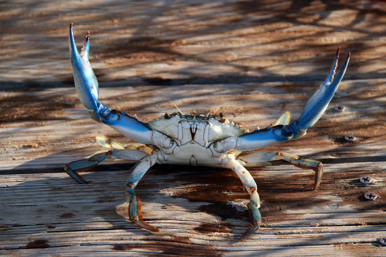 SOSE Research on Bioplastics from Discarded Crab Shells Featured in International Science News