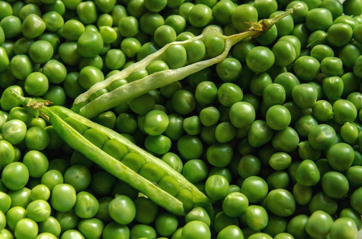 Bioplastics Made from Peas