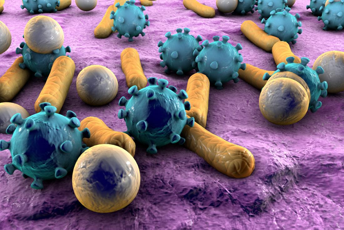 bacteria microbes virus