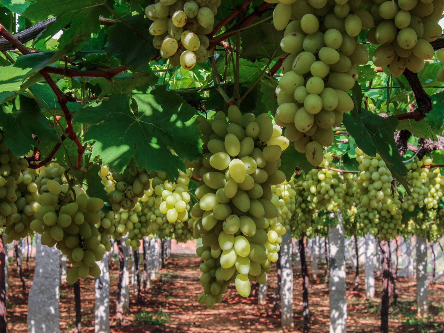 Scientists turn grapevine waste into clear, strong films that vanish in days