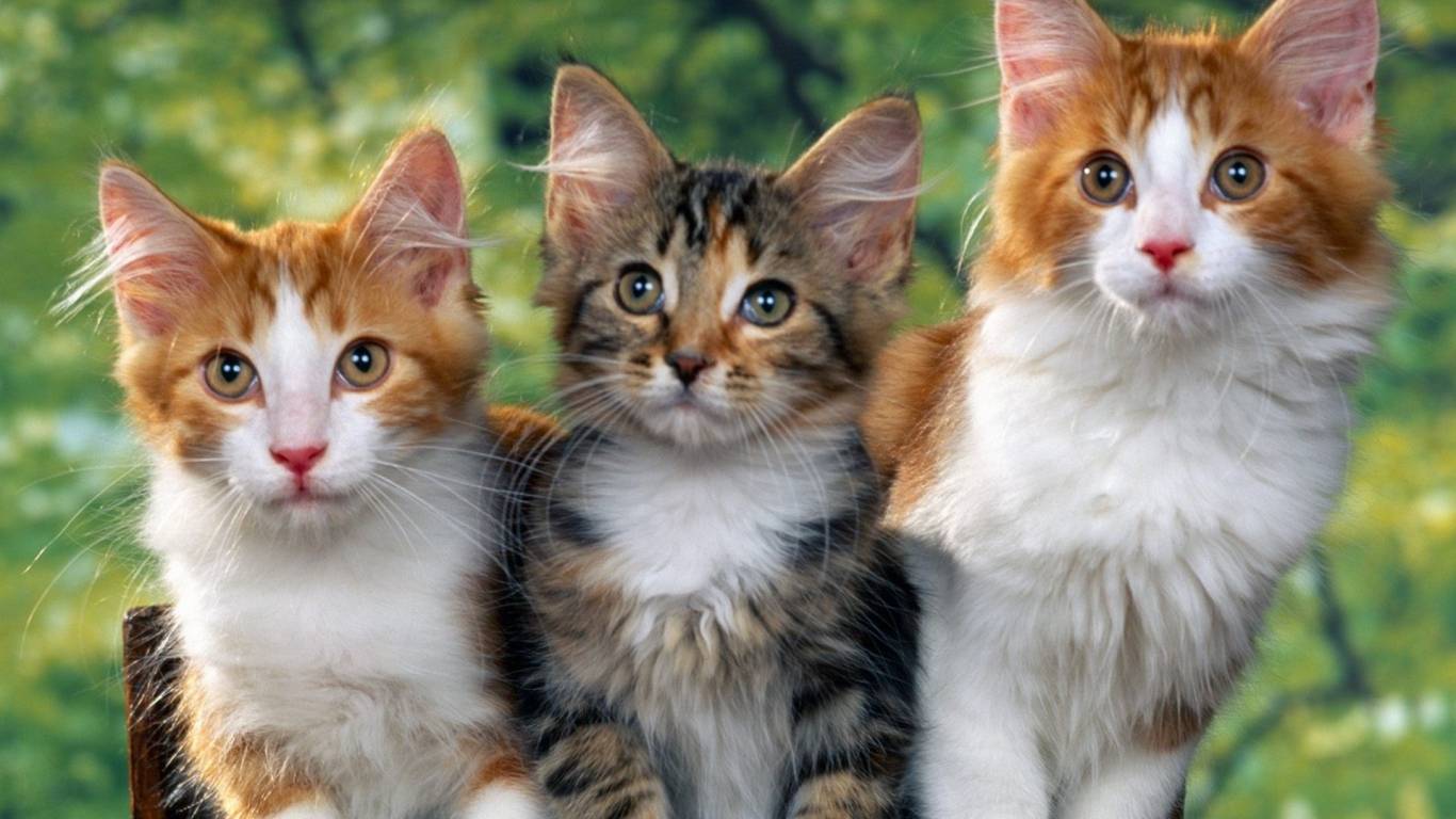 Pepsi, Nestle and Bacardi Use Same Bioplastic