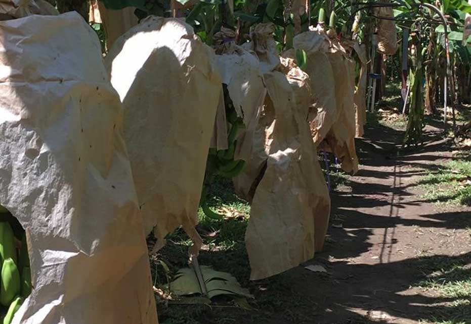 Recyclable and Biodegradable Banabags