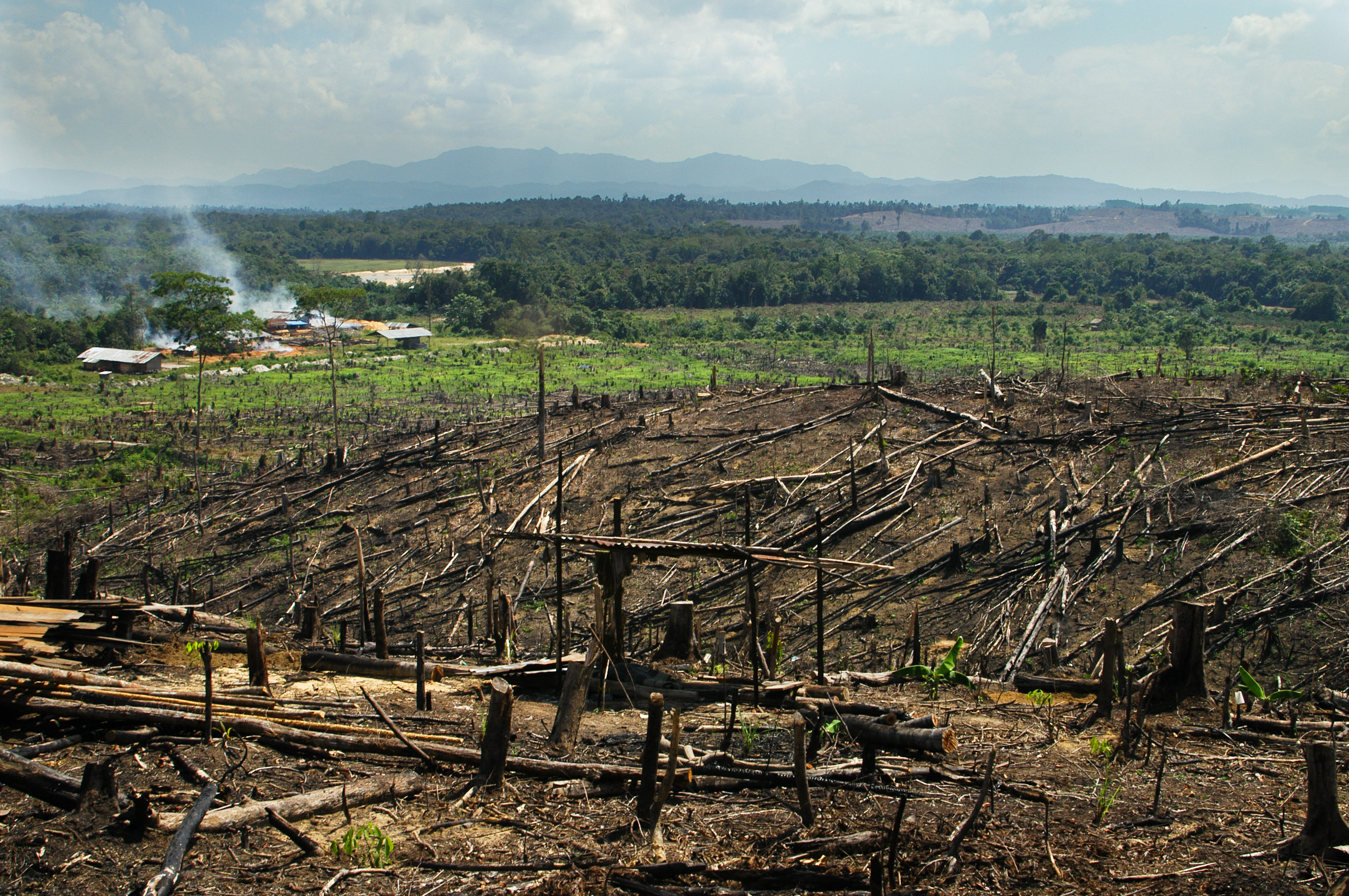 New NGO Report on Rogue Palm Oil Producer