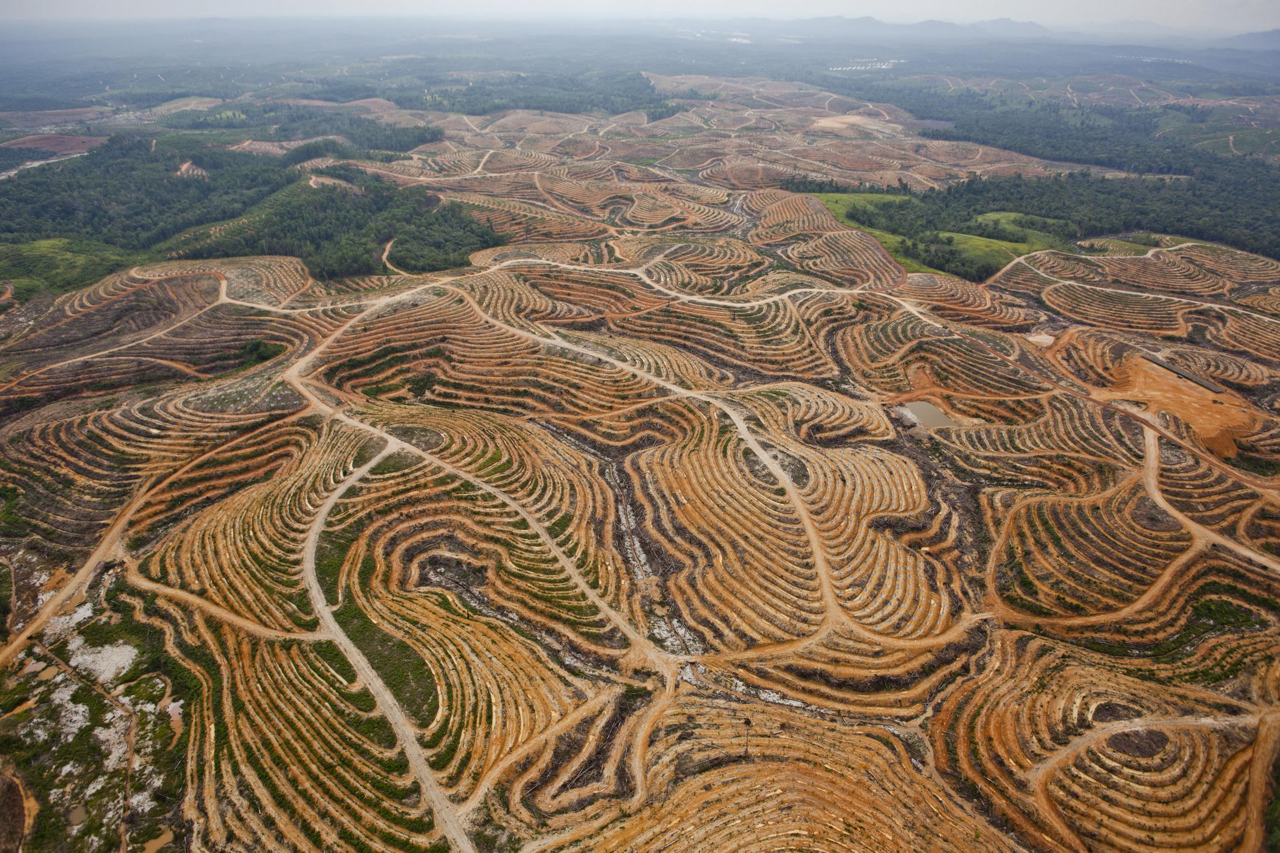 EU Deforestation Free Supply Chain: Palm oil, cattle, soy, coffee, cocoa, timber, rubber