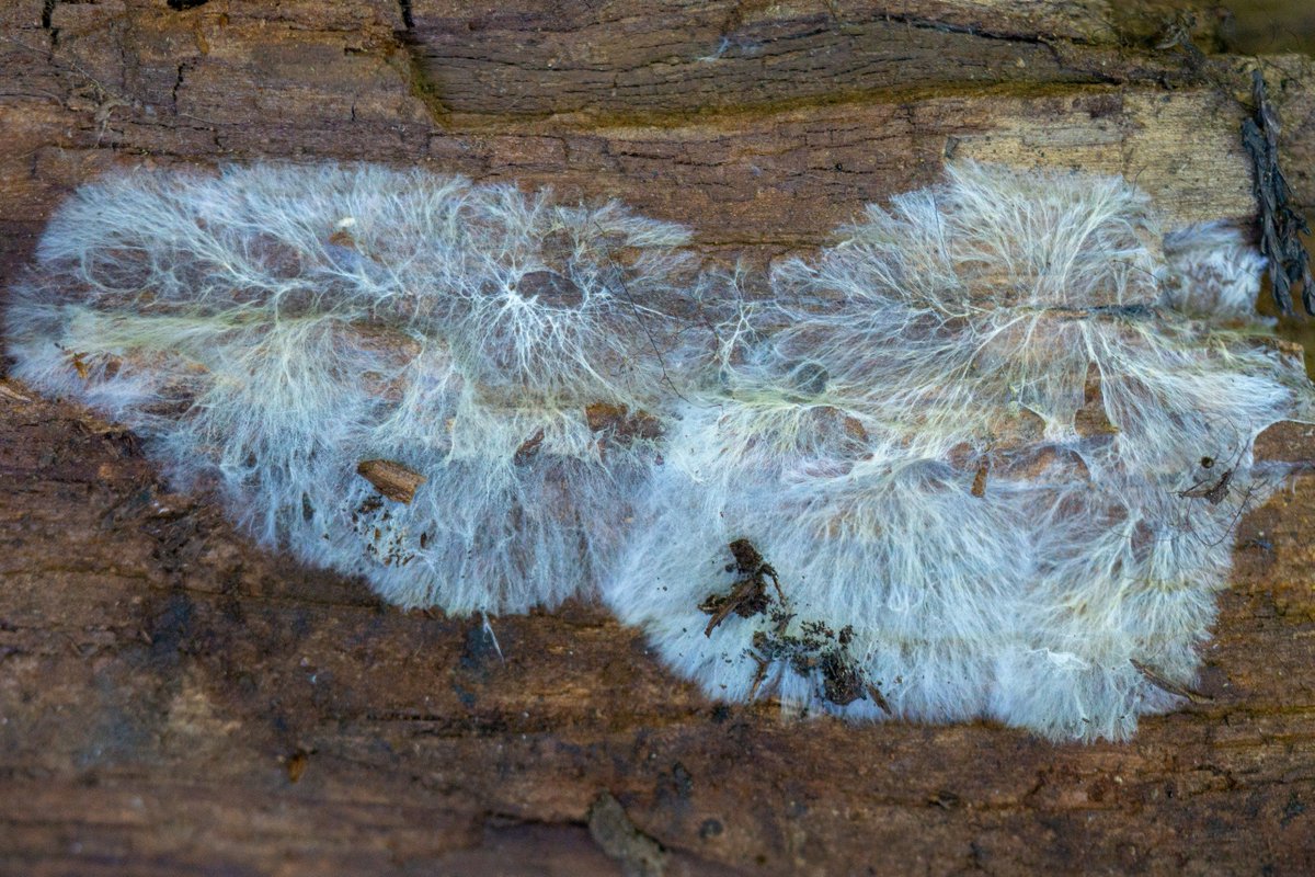 Characterization of Mycelium Biocomposites under Simulated Weathering Conditions