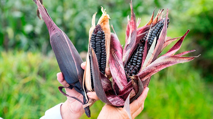 Purple Corn Cobs Biorefining and Valorization