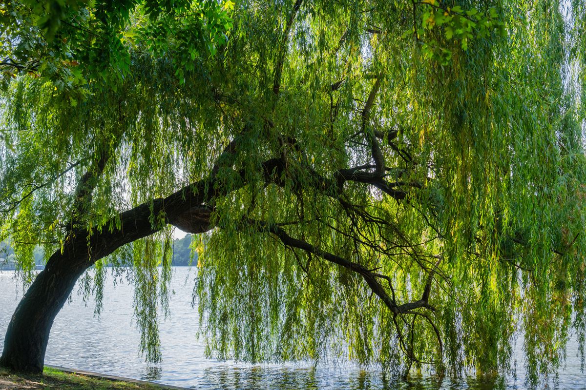 Willow Trees to Treat Municipal Wastewater