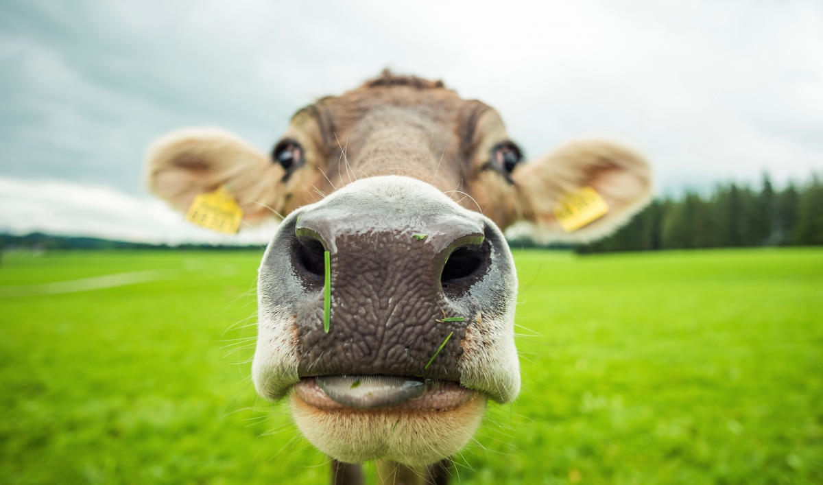 Researchers turn spoiled milk into 3D printing filament