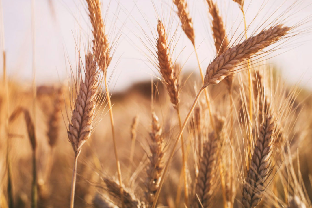 Enzyme Responsible for Wheat Immunity