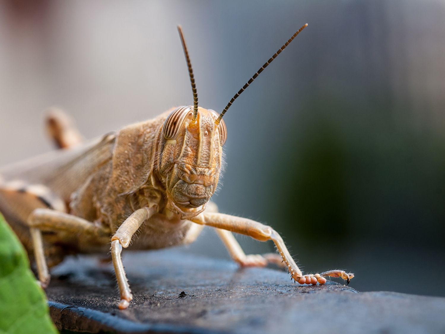 Discovery Of Plastic-Eating Insect Could Help Combat World Waste