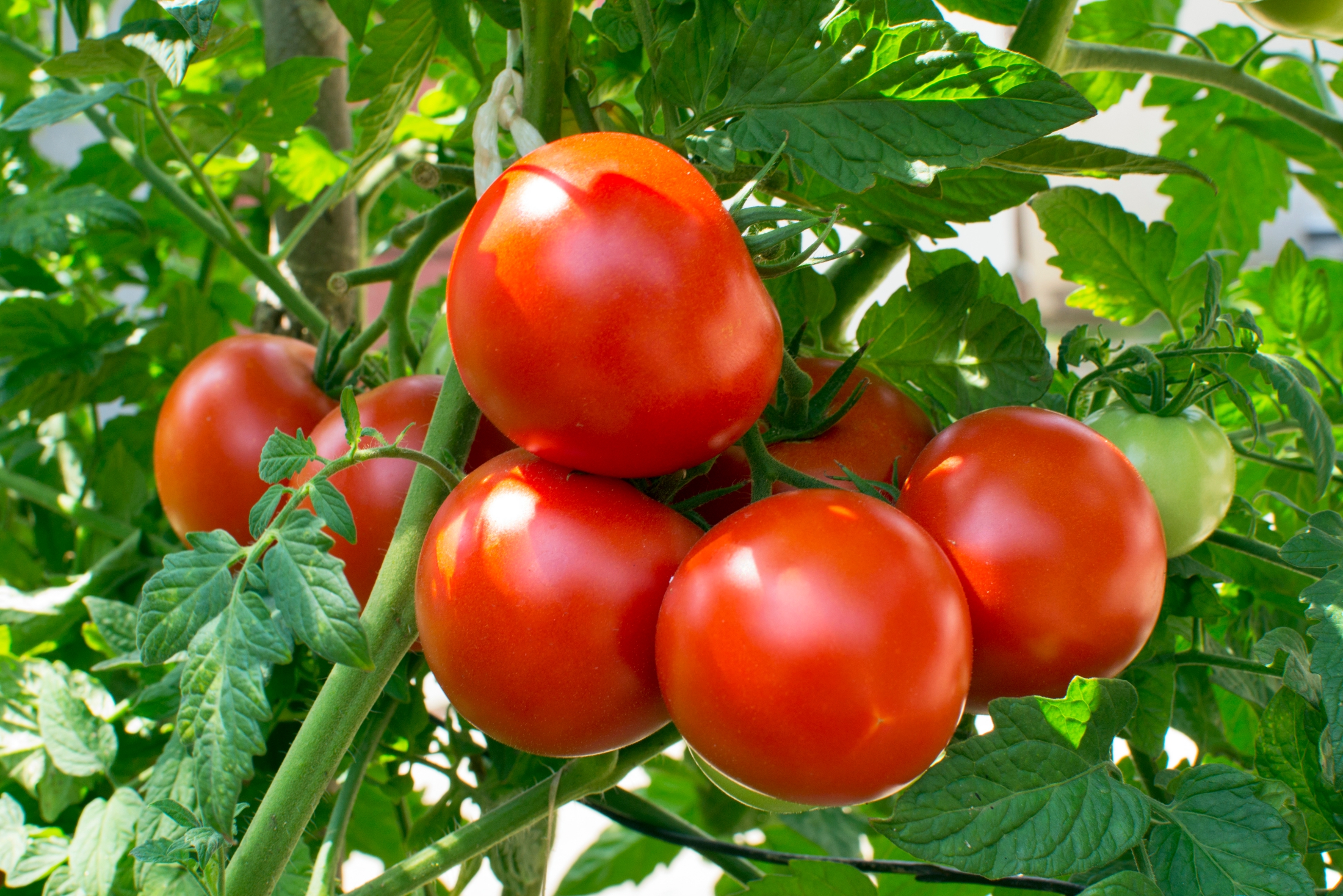 Tomatoes Waste Bioplastics