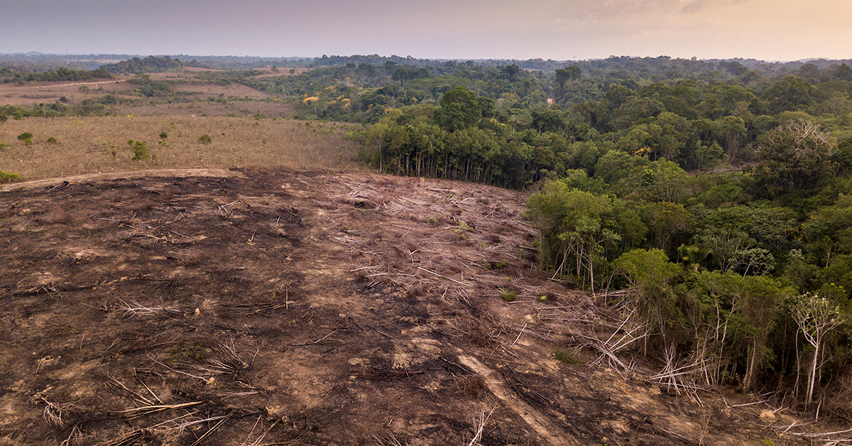 FSC Paper Industry Killed the Last Rainforest